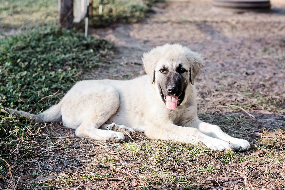 anatolian pyrenees puppy