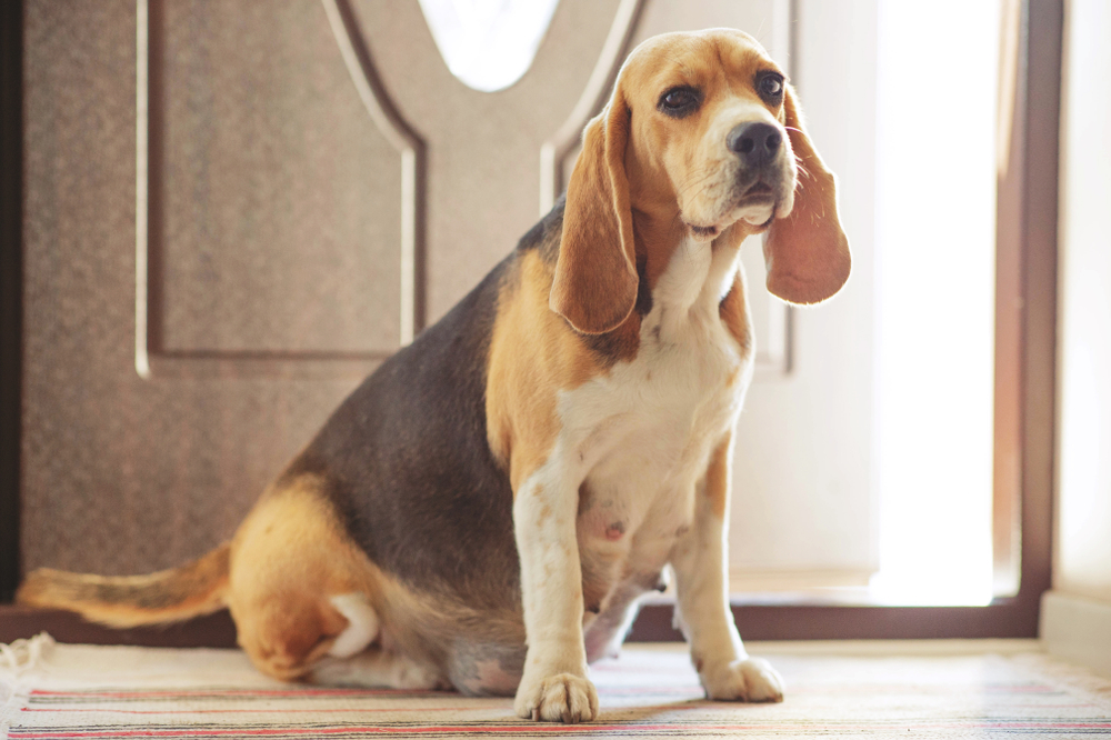 Why Does My Dog Want to Go Outside Every 5 Minutes? 4 Vet-Verified Reasons