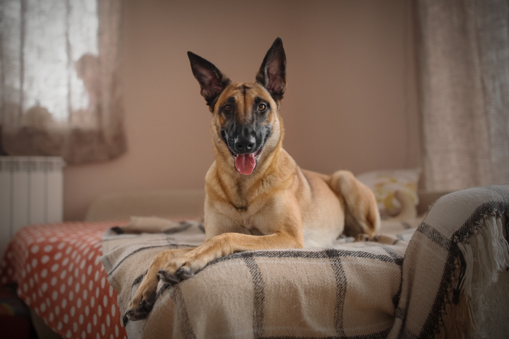belgian malinois dog lying on bed