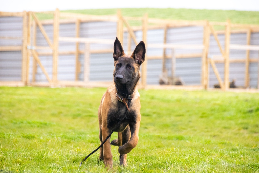 belgian malinois dog walking on grass