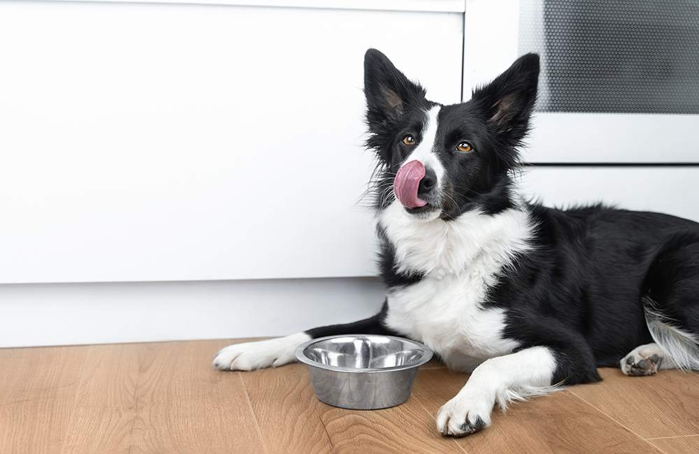 Your Dog Has Diarrhea? Here Are 10 Foods Vets Say Actually Help