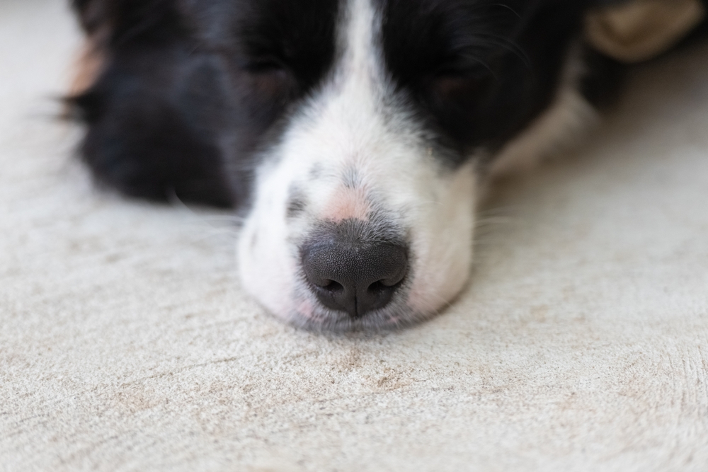 Can I Put Coconut Oil on My Dog's Nose? Vet-Verified Facts & Safety