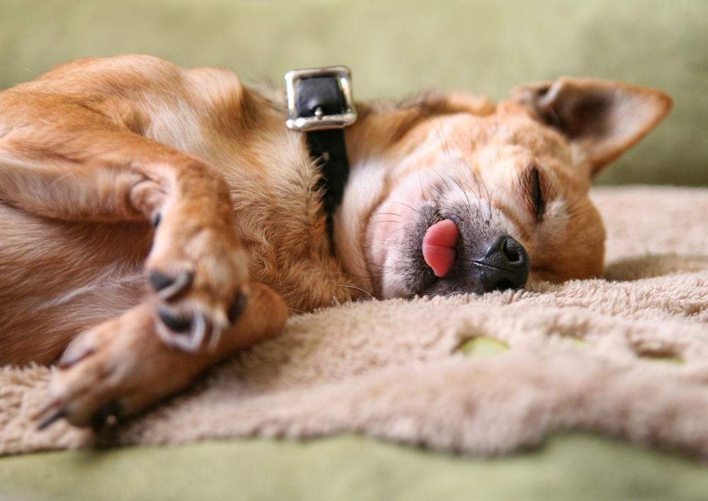 Why Does My Dog Sleep With Their Tongue Out? 10 Vet-Reviewed Reasons
