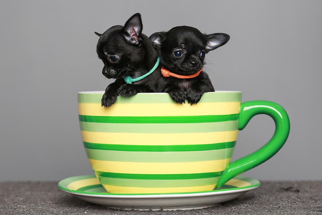 How Long Do Teacup Chihuahuas Live? Vet-Verified Average Lifespan, Data & Care