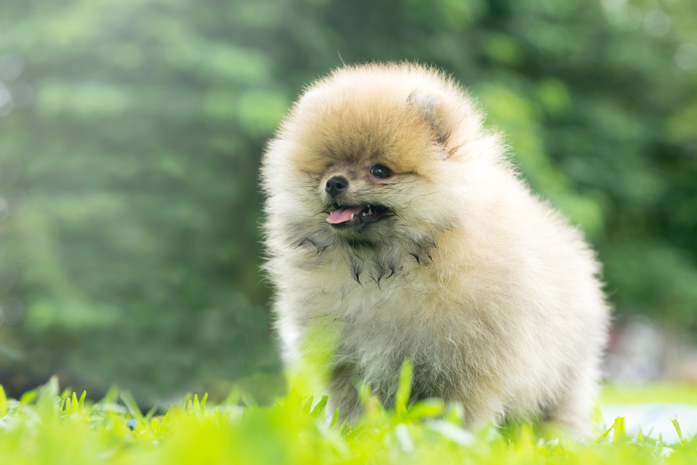 How Much Is a Teacup Pomeranian? 2026 Price Guide