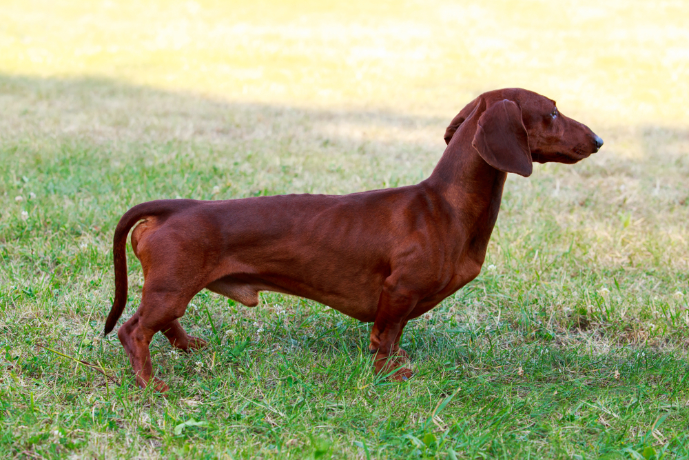 Why Are Dachshunds So Long? Vet-Reviewed Anatomy & Special Considerations