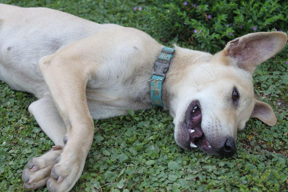 dog collapsed in the garden