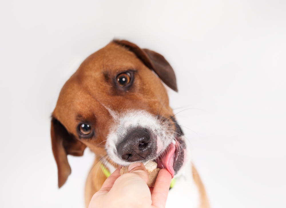 dog eating medicine tablet hidden in a treat from owner's hand