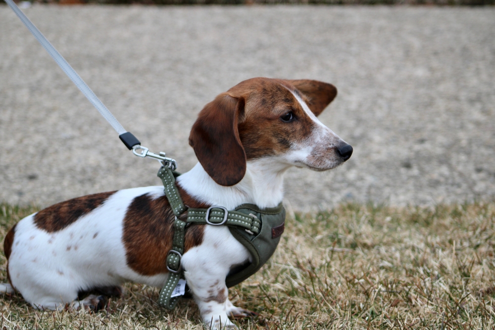 dog in harness outdoor