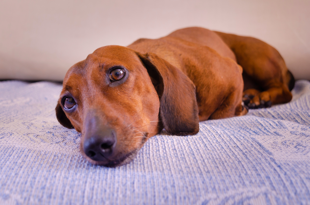 dog lying on couch
