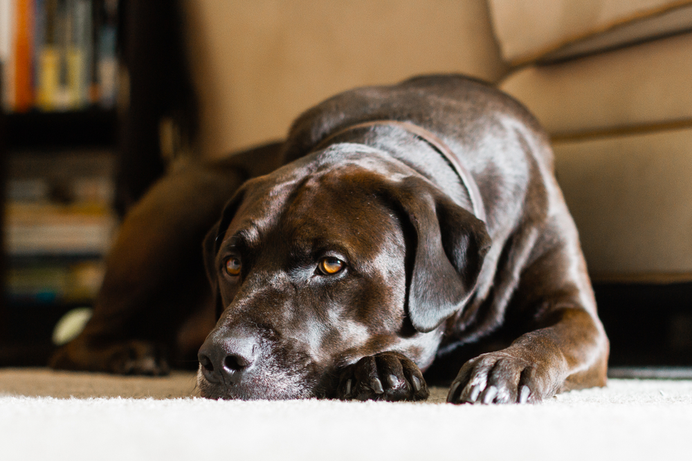 dog lying on the carpet