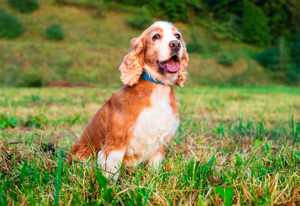 How Old Is 8 in Dog Years? Vet-Approved Age Guide by Breed Size