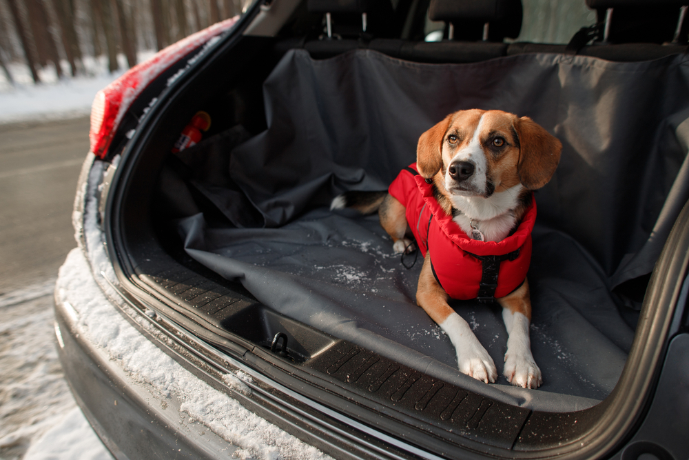 dog sitting in a car with protective cover