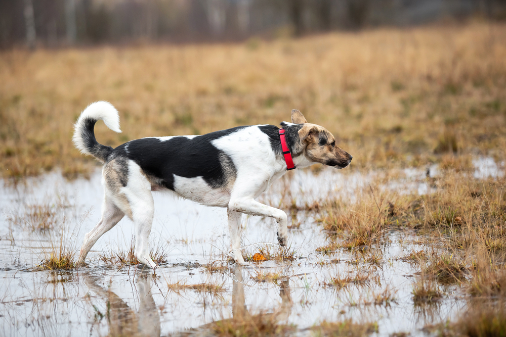dog walking on field with water puddles