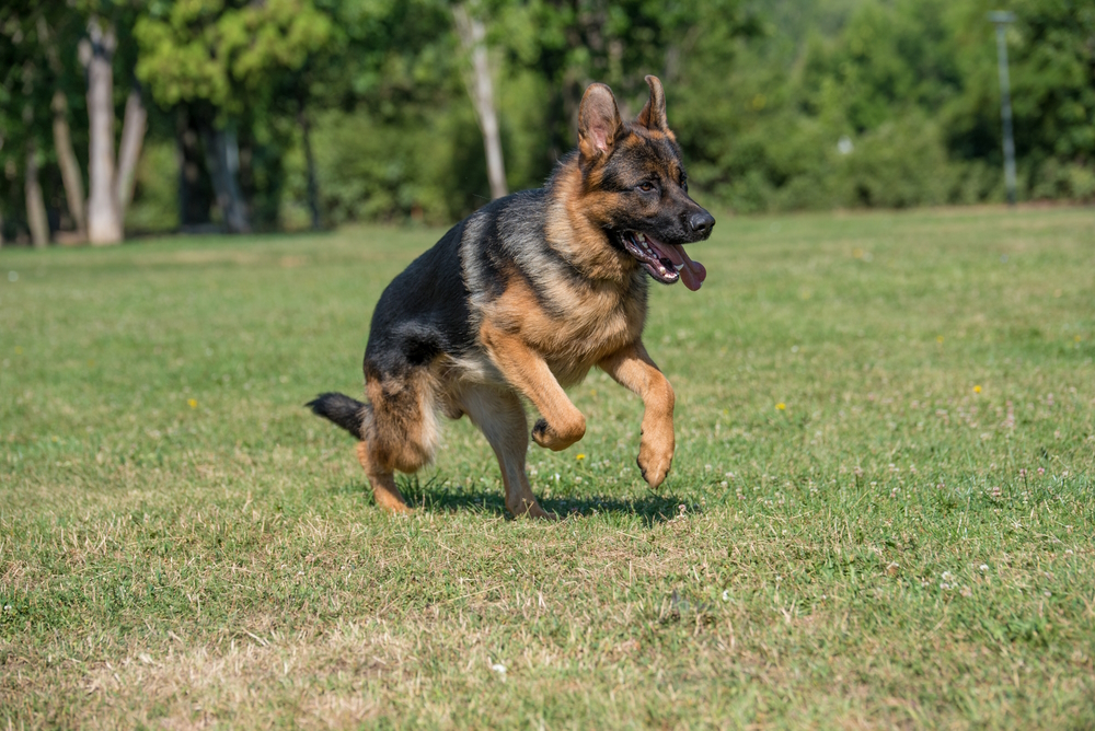 How Fast Can a German Shepherd Run? Average & Max Speed
