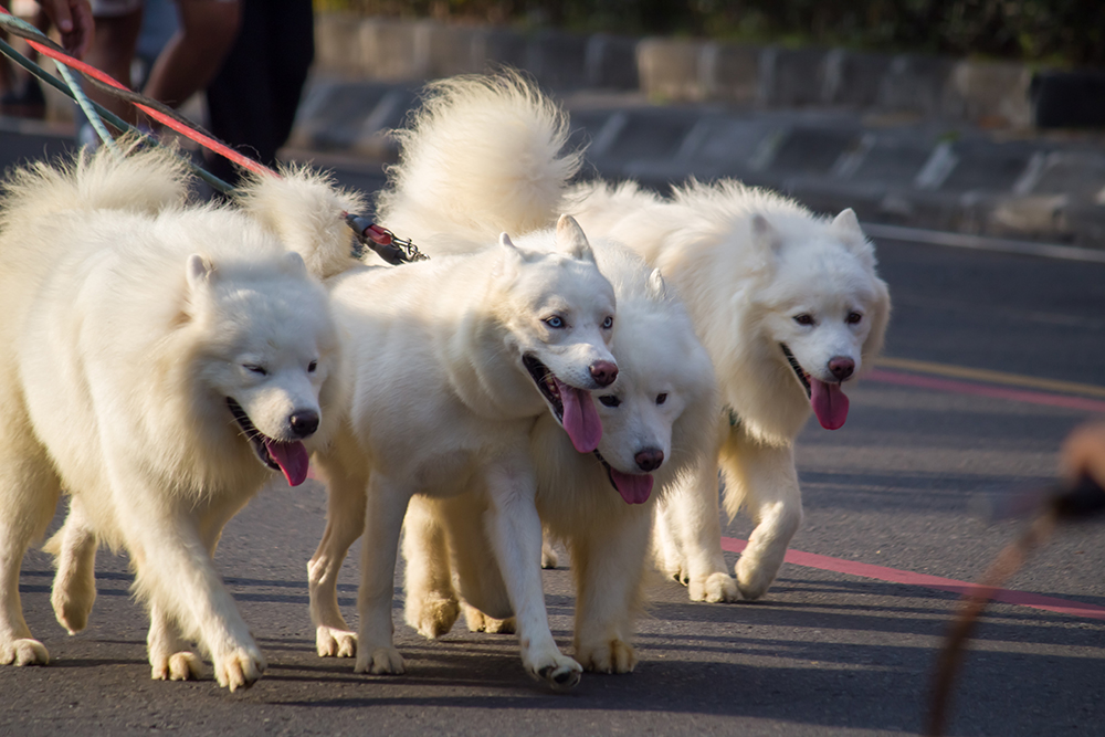 How Much Exercise Do Samoyeds Need? Vet-Approved Care Facts