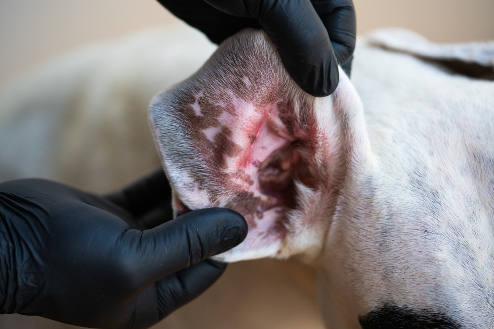 hands of a man in black gloves holds the ear of a Dogo Argentino with allergies and atopic dermatitis