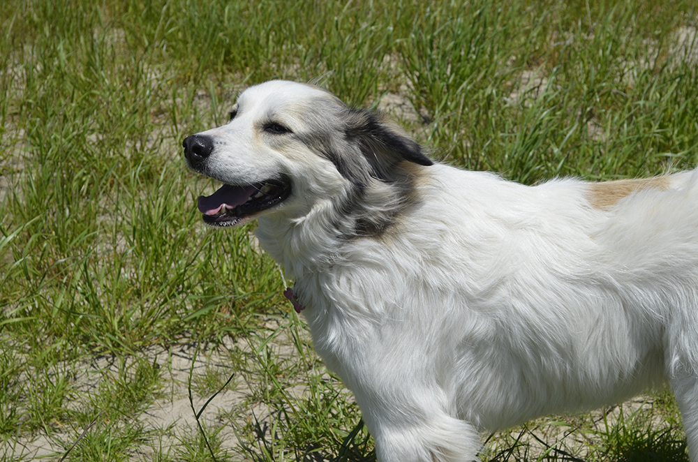 Anatolian Pyrenees Dog Breed Info: Pictures, Temperament & Traits