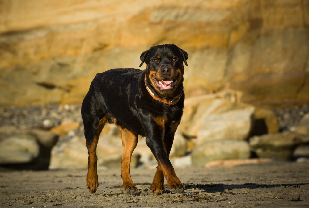 How Long Do Rottweilers Live? Average Lifespan, Data & Care