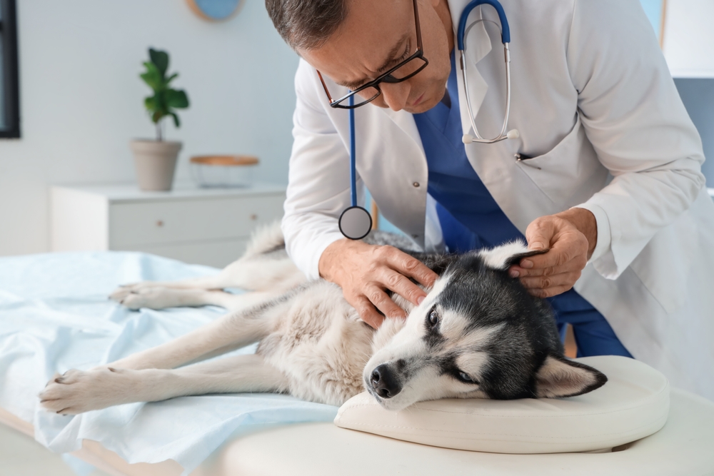 Dog Ear Infections: Causes, Treatments & Prevention (Vet Answer)