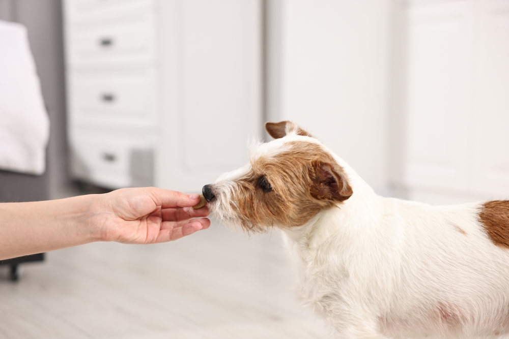Debunking Myths About CBD Pet Chews (Vet Answer)