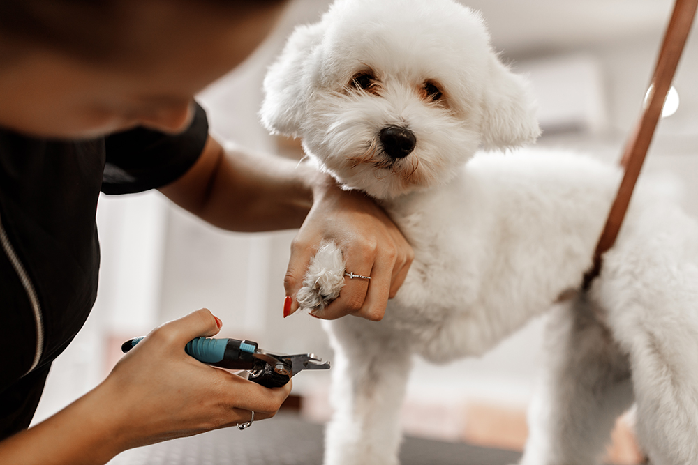 What to Do if You Cut Your Dog’s Nail Too Short & It Bleeds: 4 Vet-Approved Steps