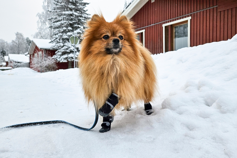 How to Protect Dog Paws in Winter: 10 Vet-Reviewed Tips & Tricks