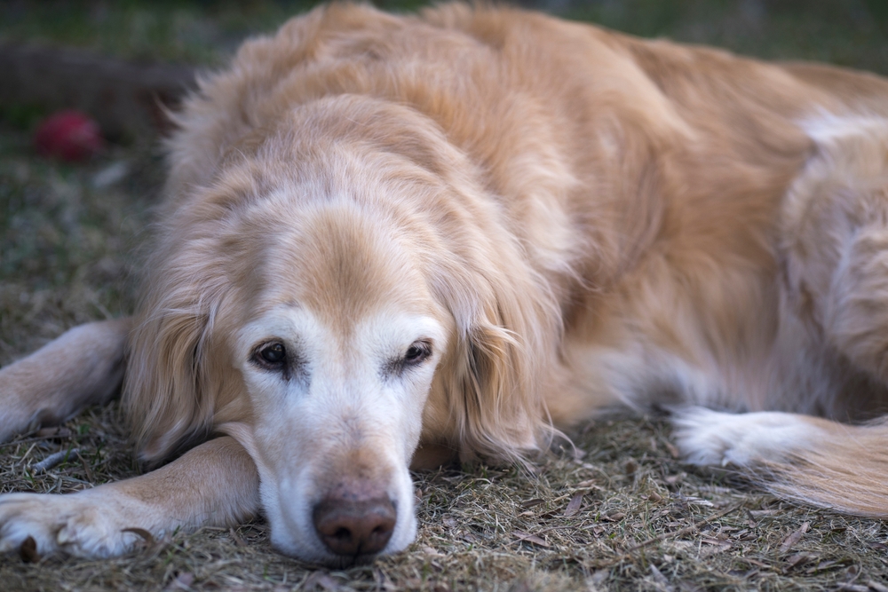 How Old Is 16 in Dog Years? Vet-Approved Guide to Each Size of Dog