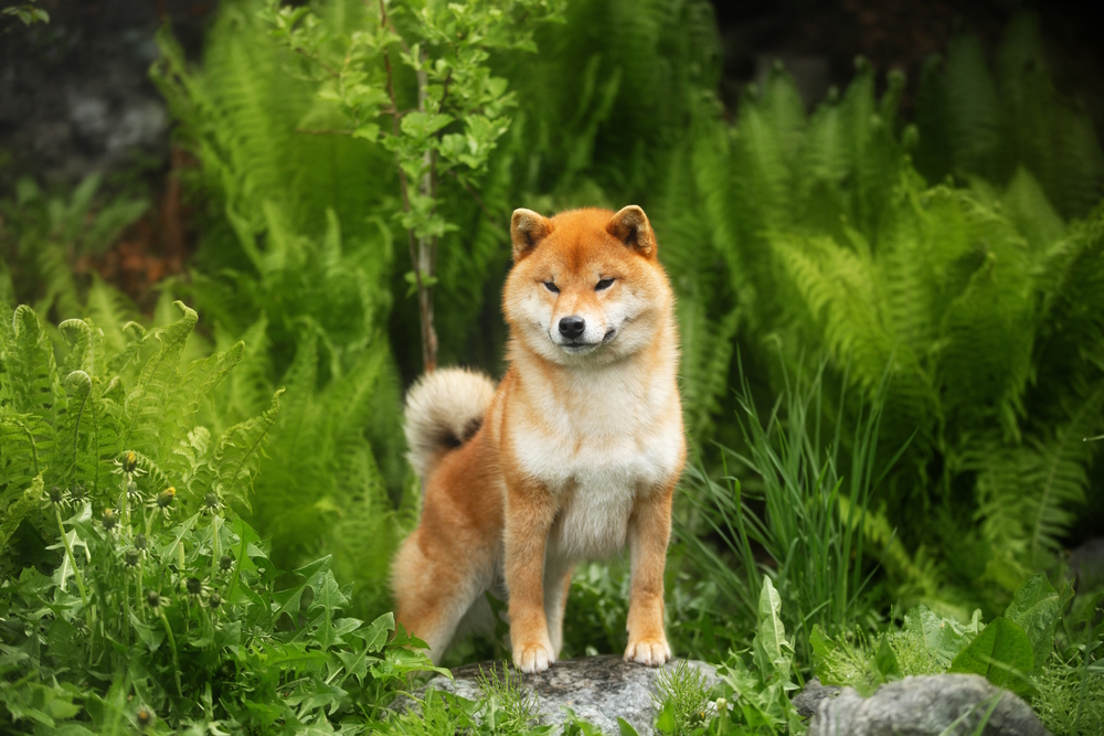 13 Shiba Inu Pros & Cons: Vet-Verified Info to Know