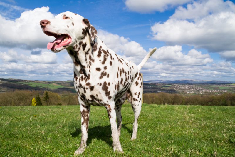 Adult dalmatian enjoying the English spring sun on the hillside field.