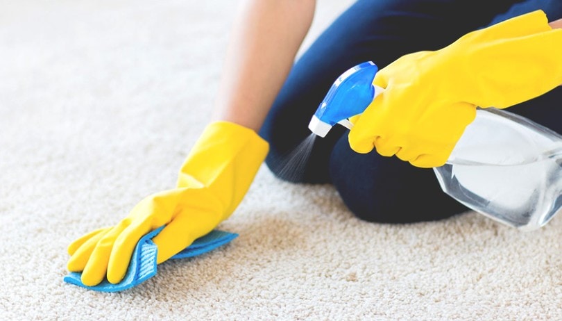  person using an enzyme cleaner to remove dog urine from a carpet