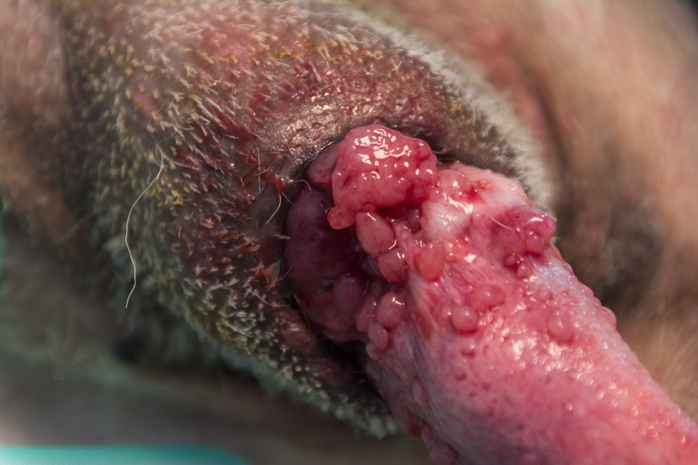 tumor at a dog's penis