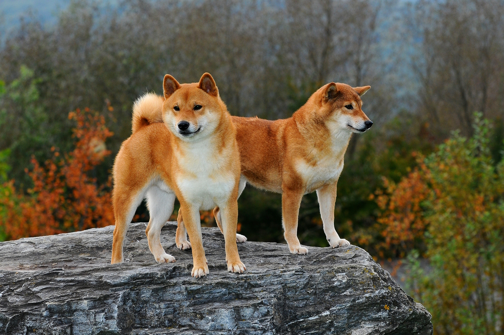 15 Vet-Reviewed Shiba Inu Facts That You Might Not Know