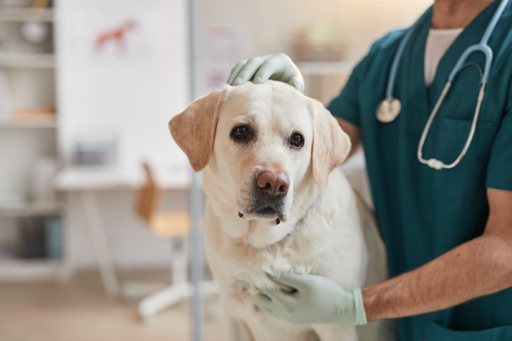 Glucosamine for Dogs: Our Vet Explains the Usage, Dosage, Side Effects & FAQ