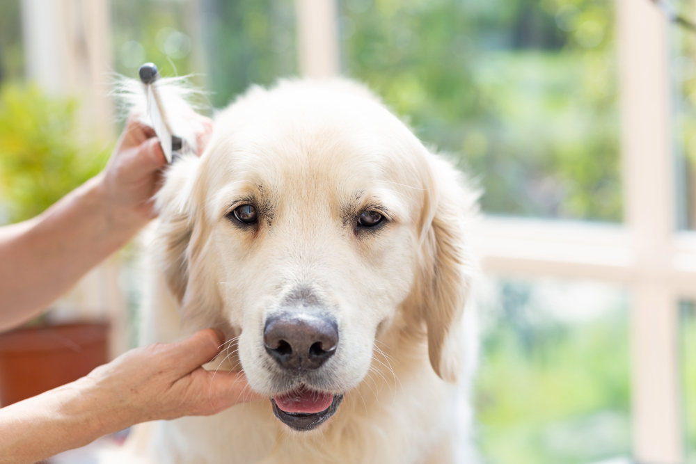 How to Groom A Golden Retriever: 12 Vet-Reviewed Tips & FAQ