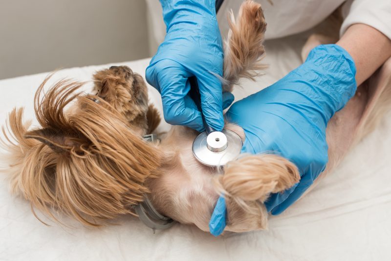 A close-up of the hands of a veterinarian checking a Yorkshire Terrier with a stethoscope at a veterinary clinic