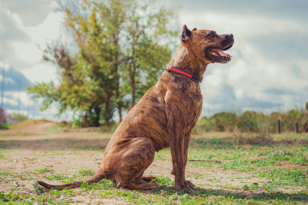 Alano Espanol dog sitting outdoor