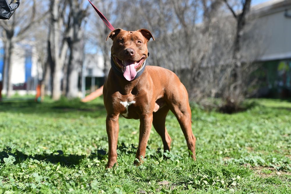 How Much Exercise Does a Pit Bull Need? Average Requirements & Energy Levels Explained