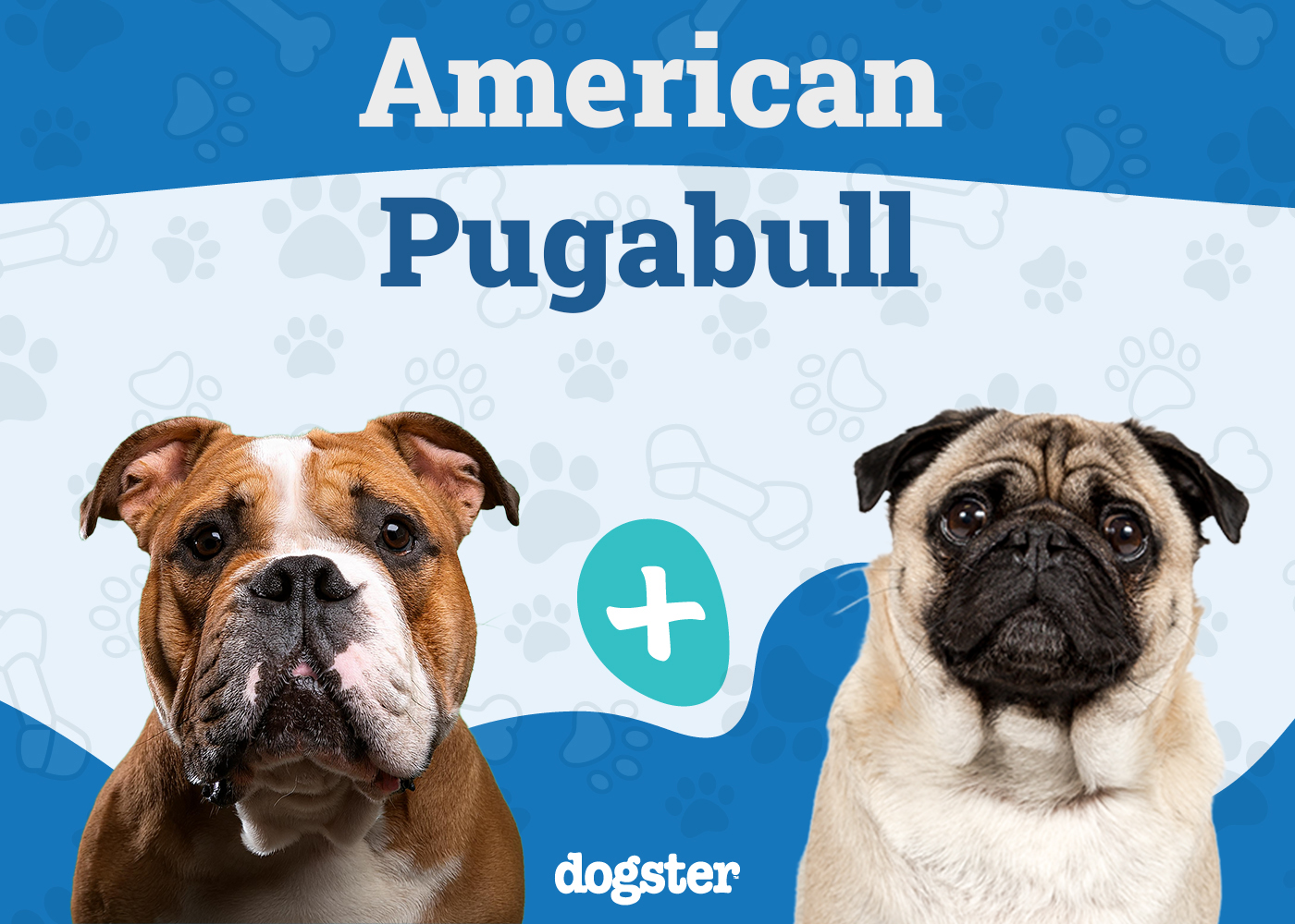 American Pugabull Dog Breed: Info, Pictures, Care, & Facts