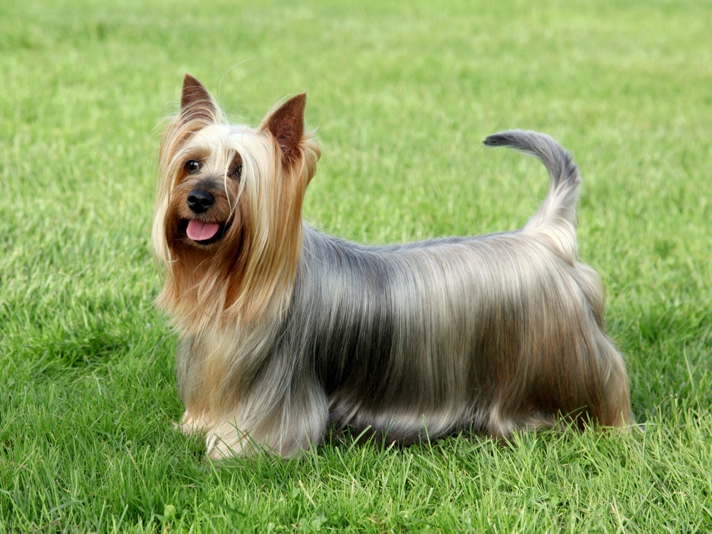 Australian Silky Terrier Dog Breed: Info, Pictures, Care, & Facts