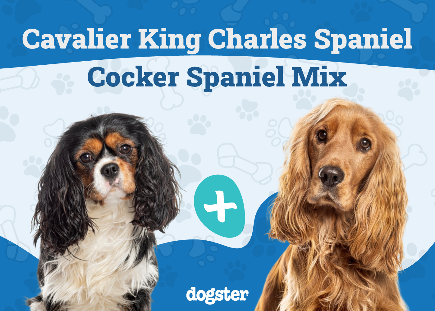 Cockalier Mixed Dog Breed: Info, Pictures, Care & More