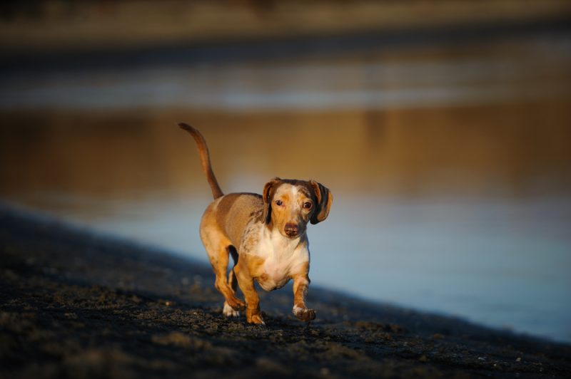 Chocolate Double Dapple Miniature Dachshund walking along the beach