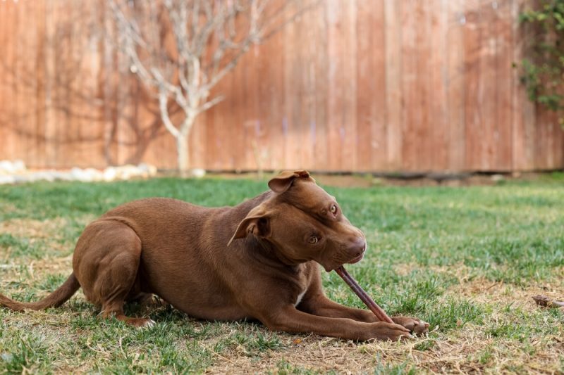 Chocolate-Lab-Brown-Pit-Bull-Mix-dog-laying-in-grass