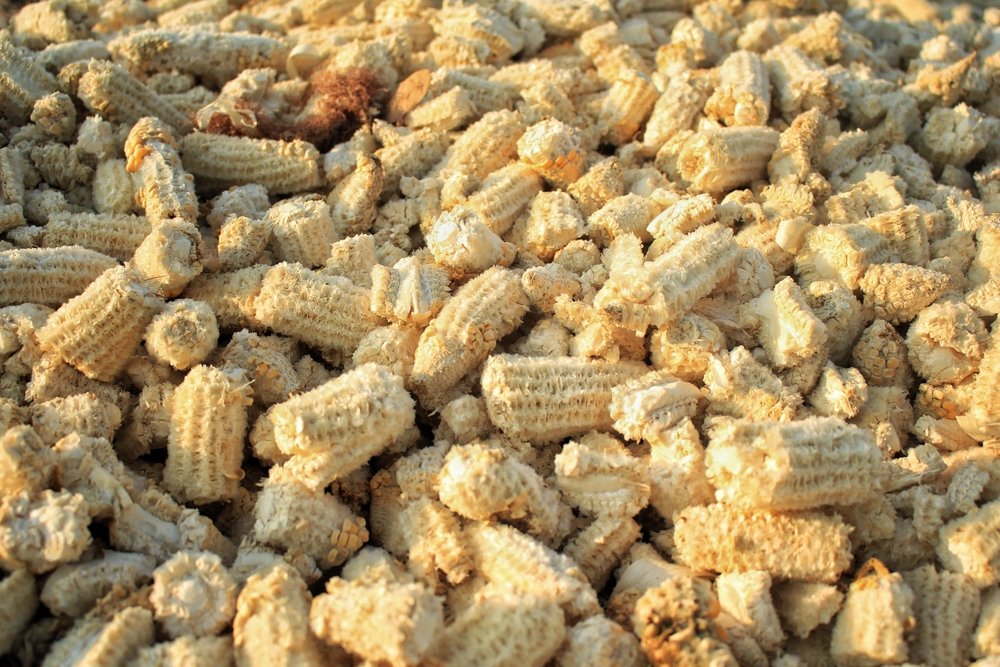 My Dog Swallowed a Corn Cob: Our Vet Explains Signs, Next Steps & Prevention Tips
