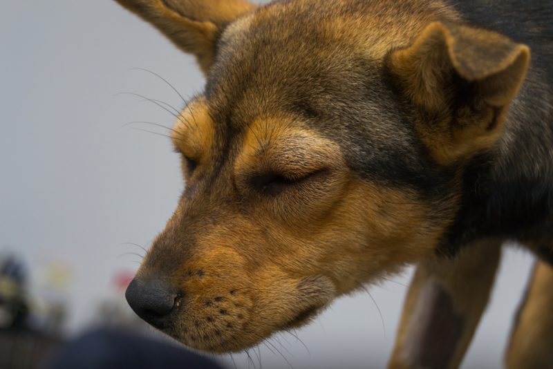 Dog with anaphylactic reaction