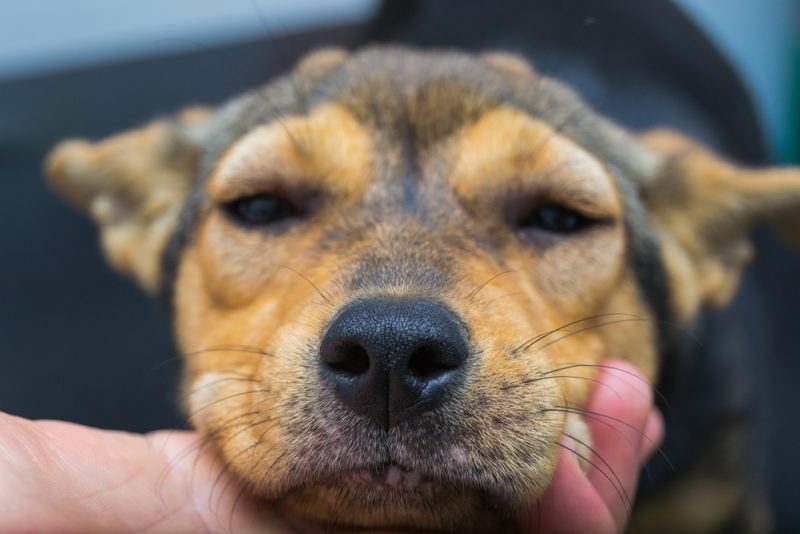 Dog with anaphylactic reaction