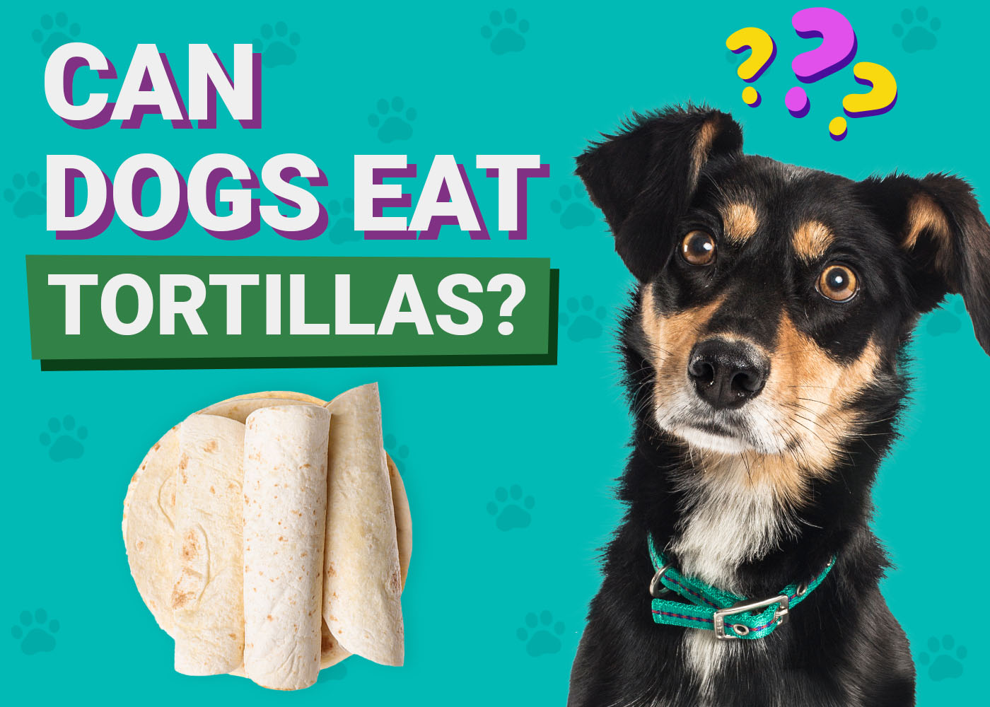 Can Dogs Eat Tortillas? Vet-Verfied Nutrition Facts & Better Alternatives