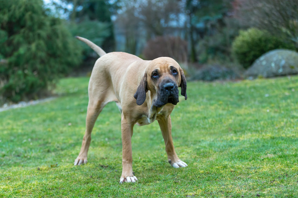 Fila Brasileiro dog standing outdoor