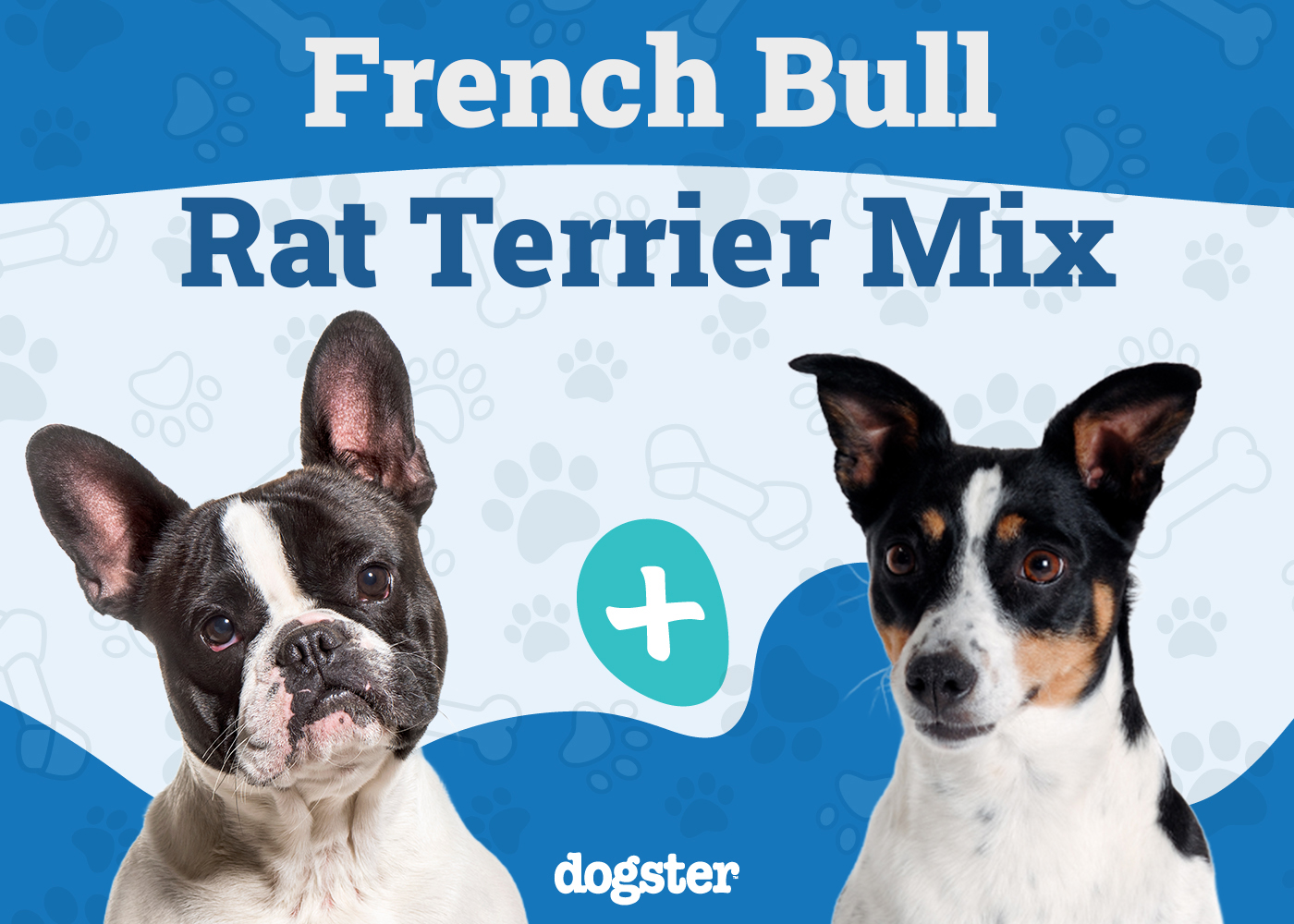 French Bull Rat Terrier Dog Breed: Info, Pictures, Care, & Facts