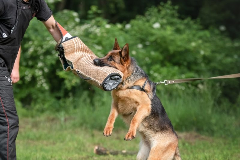 German Shepherd attacking dog handler during aggression training